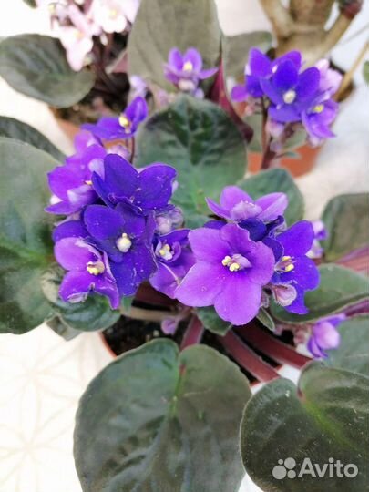 Полисциас Лемон, фиалки, сциндапсус