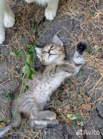 Кошка в дар бесплатно