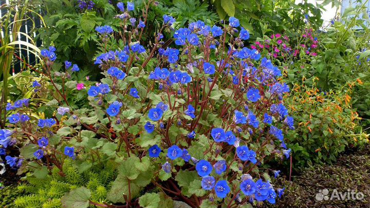 Фацелия колокольчиковая (свежие семена)