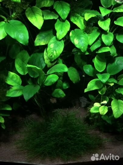 Аквариумные растения