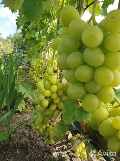 Саженцы винограда с окс