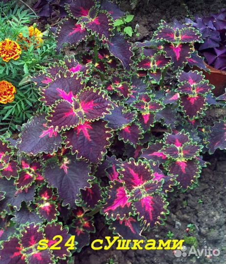 Колеусы ампельные