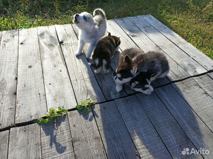 Собаки хаски щенки