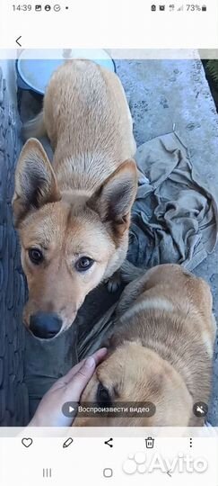 Собака, лапочка Персик