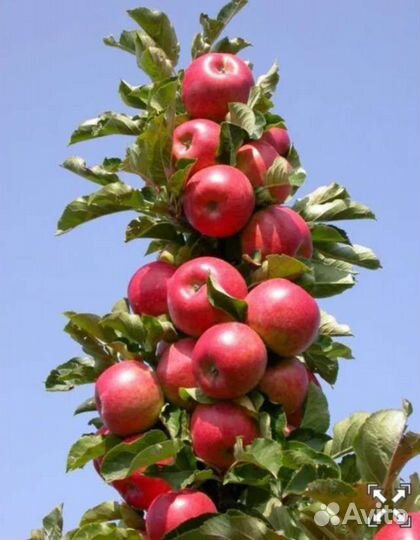 Колонновидные яблони