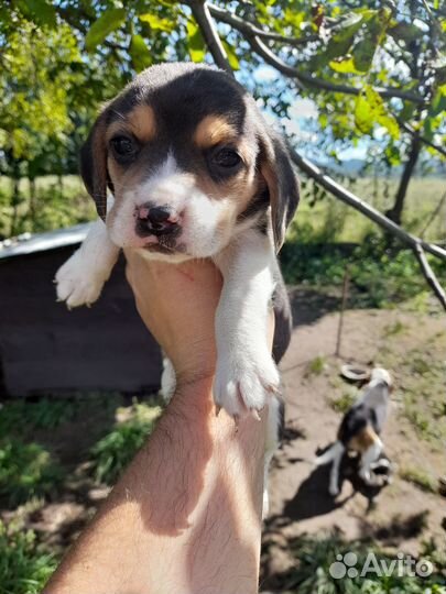 Щенки бигль