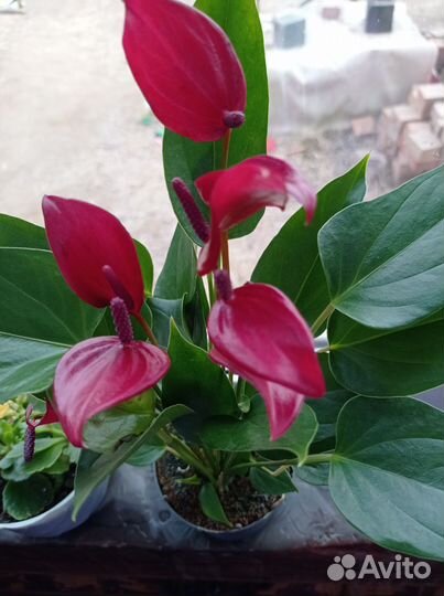 Комнатные цветы отростки