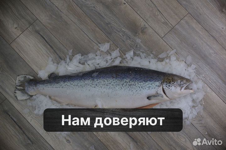 Продажа рыбы оптом