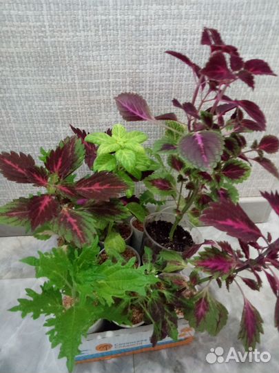 Комнатные цветы