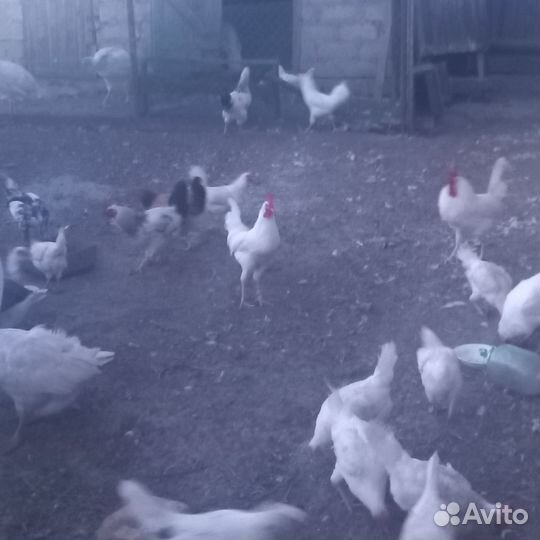 Петушки легорн