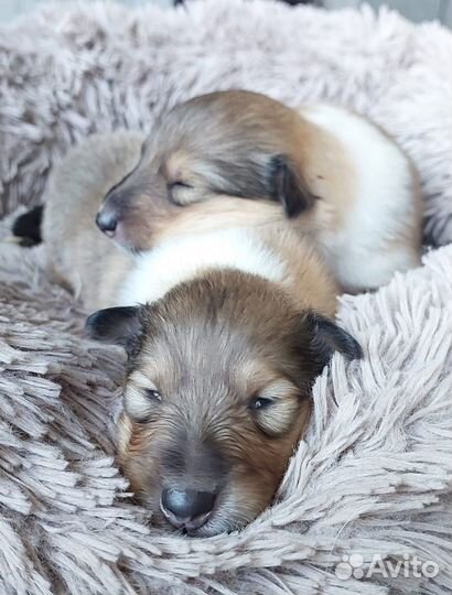 Щенки колли