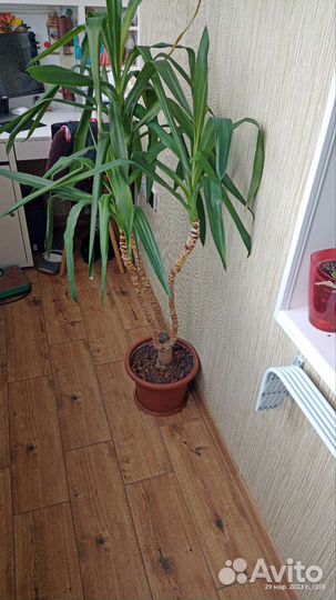 Пальма юкка