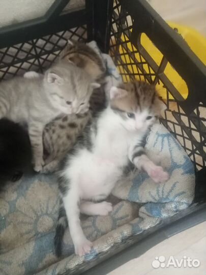 Котята в добрые руки