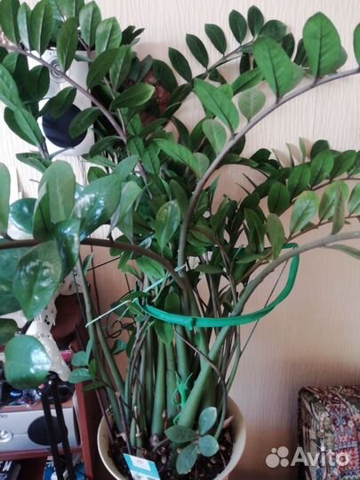 Замиокулькас