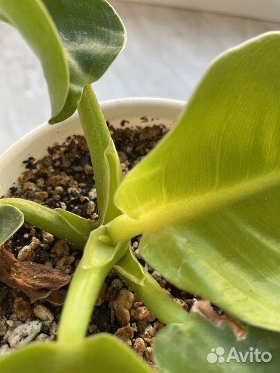 Филодендрон Мунлайт