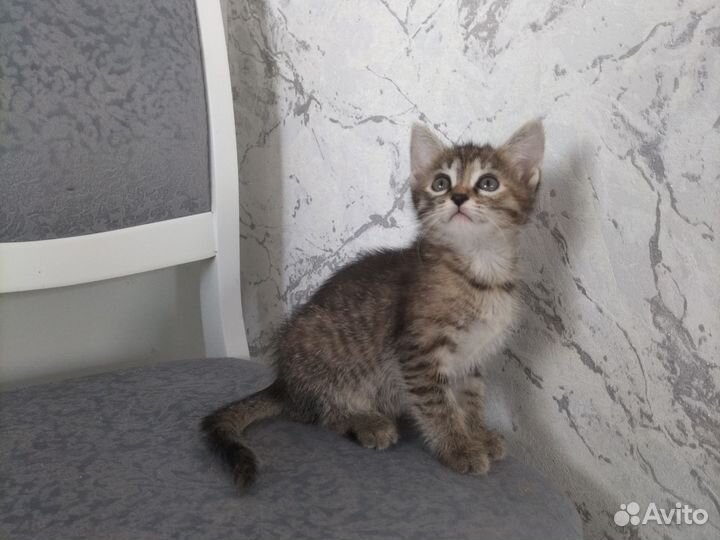 Кошки в добрые руки бесплатно