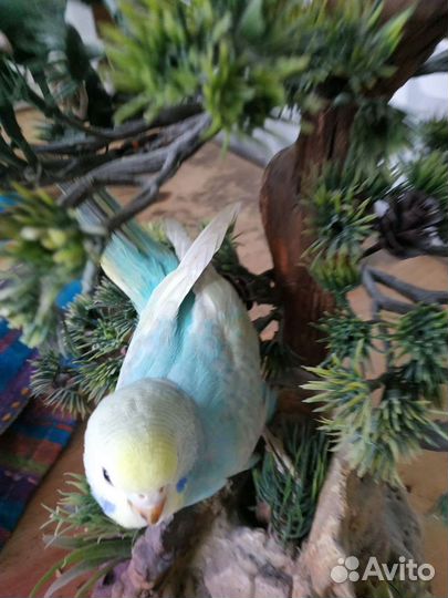 Все цвета радуги волнистый попугай