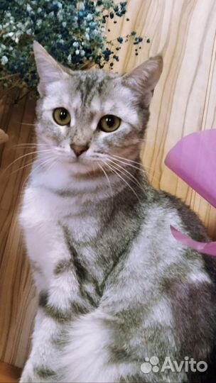 Молодая кошечка