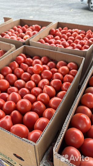 Помидоры кривянский