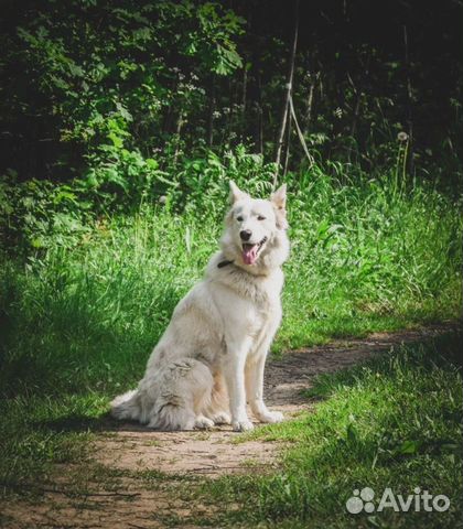 Белая собака Лея (2 года) метис бшо объявление продам