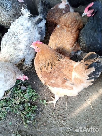 Инкубационное яйцо домашних кур