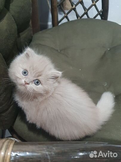 Британская фавновая девочка