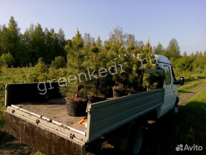 Кедр Сибирский 80-120см Премиум класс