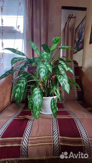 Комнатные цветы