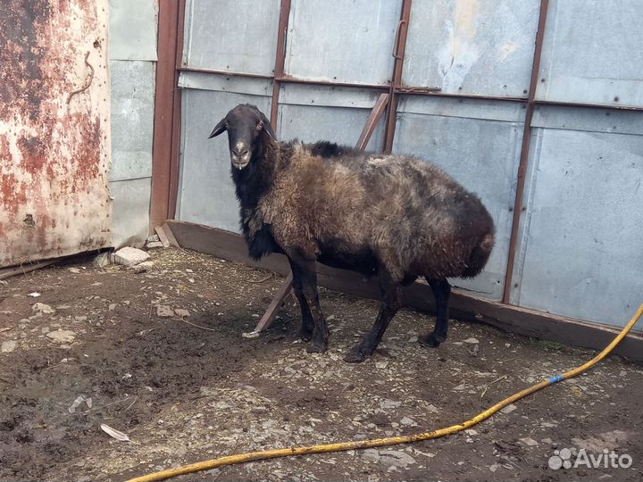 Курдючные бараны овцы