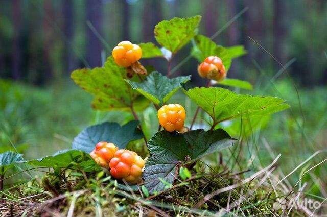 Морошка саженцы заказы на май купить в Москве | Товары для дома и дачи ...