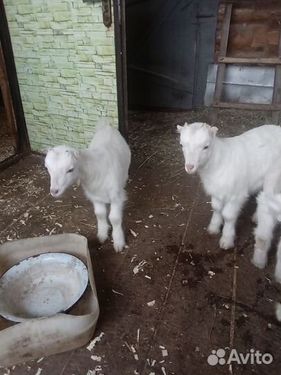 Продам козлят Ламанчи