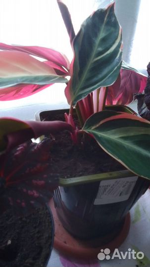 Комнатные цветы