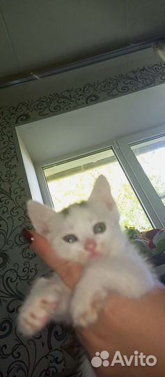 Кошка в дар