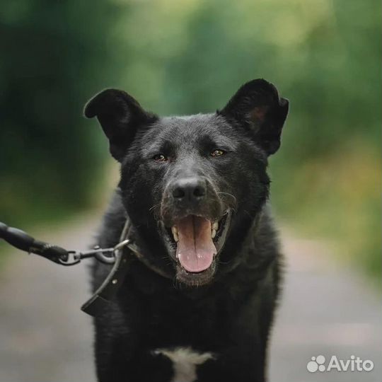 Крупный чёрный пес для частного дома
