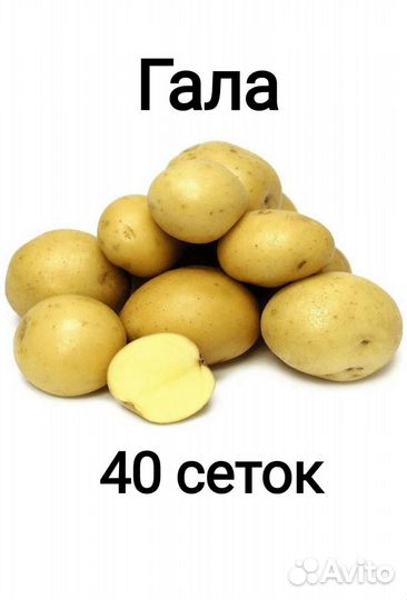 Картофель Гала