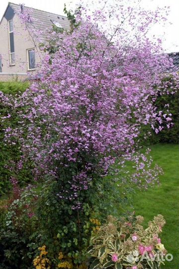 Василистник Рохебрунна семена