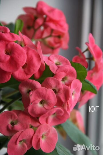 Молочай Миля