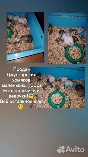 Джунгарский хомяк