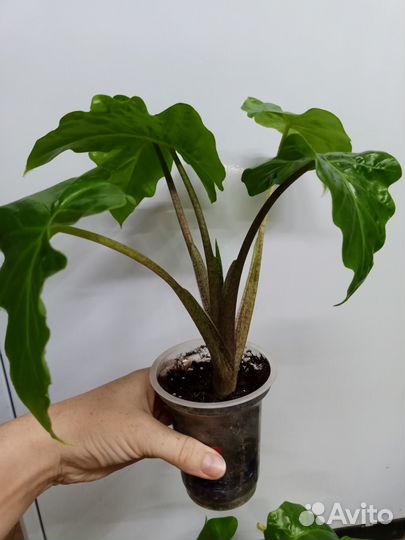 Алоказия Low Rider