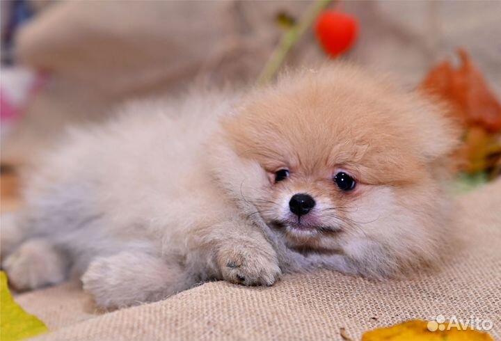 Померанские,медвежата,ркф