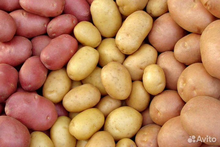 Картофель гала