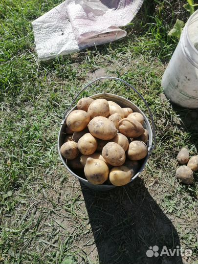 Продам картофель