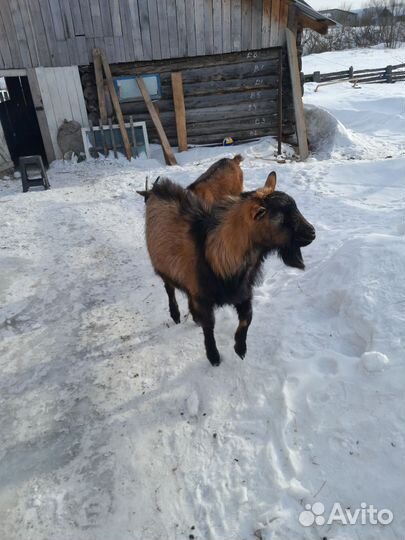 Вязка козел(чех)