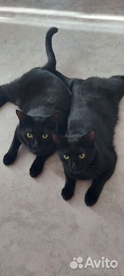 Коты в добрые руки