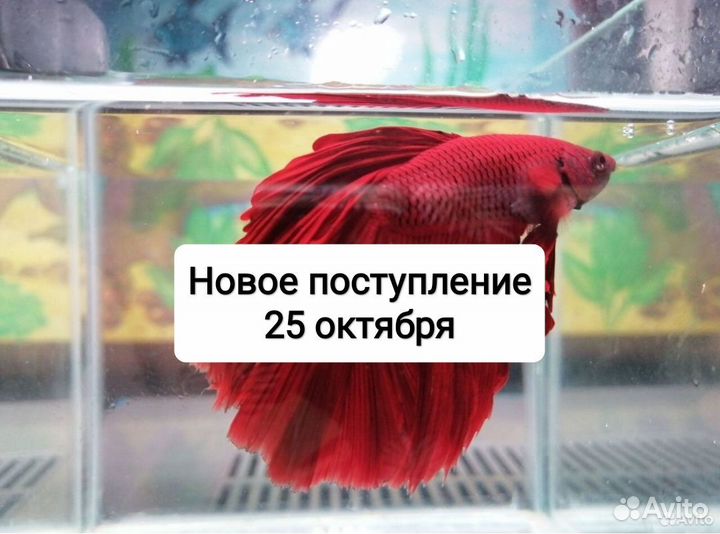 Рыбка петушок самец