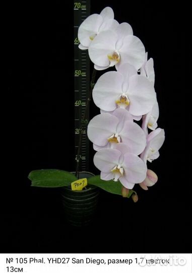 Орхидея фаленопсис 13 см цветок San Diego