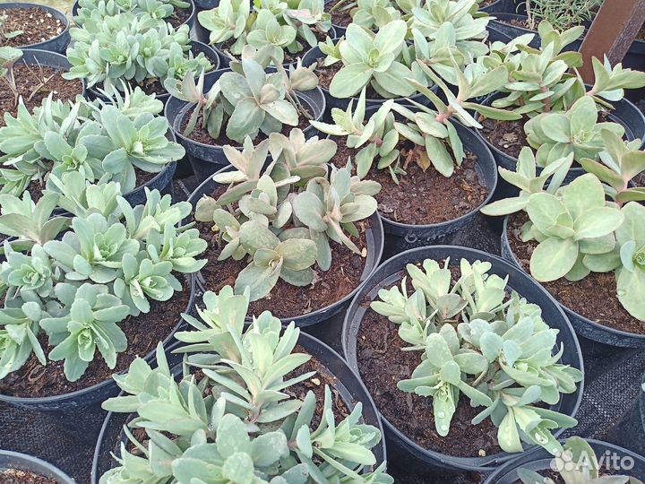 Неприхотливые многолетники для сада