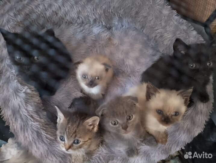 Британские котята