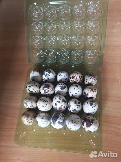 Яйцо перепелиное домашнее