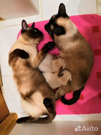 Вязка кота